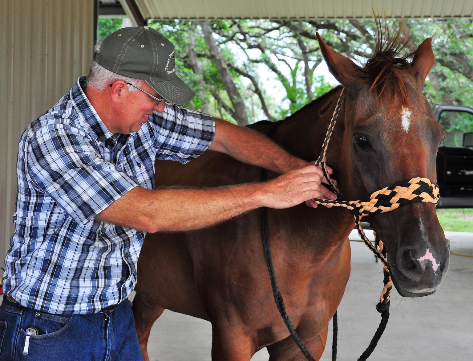 Chiropractic Warren Equine Sports Medicine