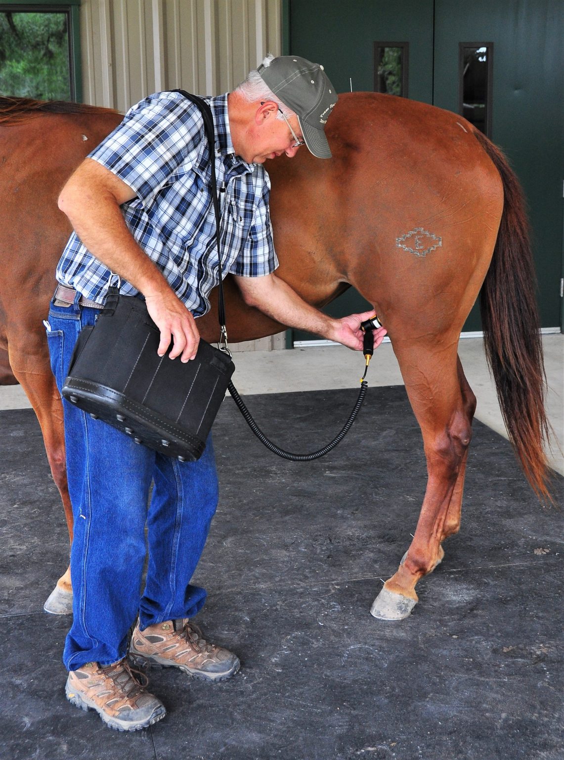 Laser Therapy Warren Equine Sports Medicine